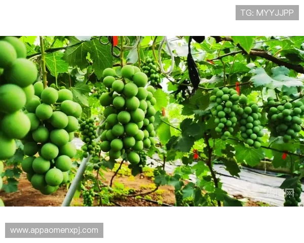 新葡萄娱乐城手机版下载最新版本下载，提供最全面的功能更新和优化提升